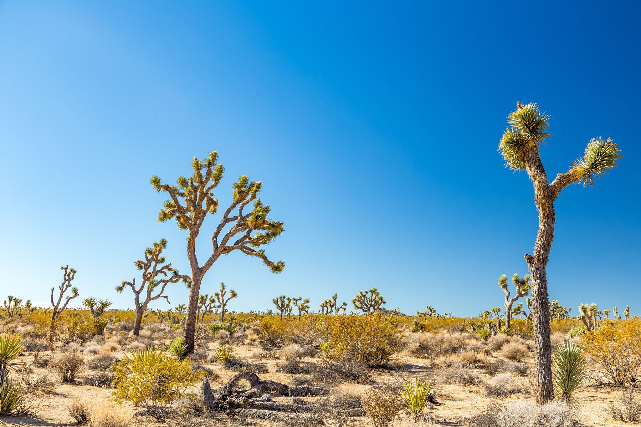 Joshua Tree National Park is a vast protected area in southern California. It's characterized by rugged rock formations and stark desert landscapes.