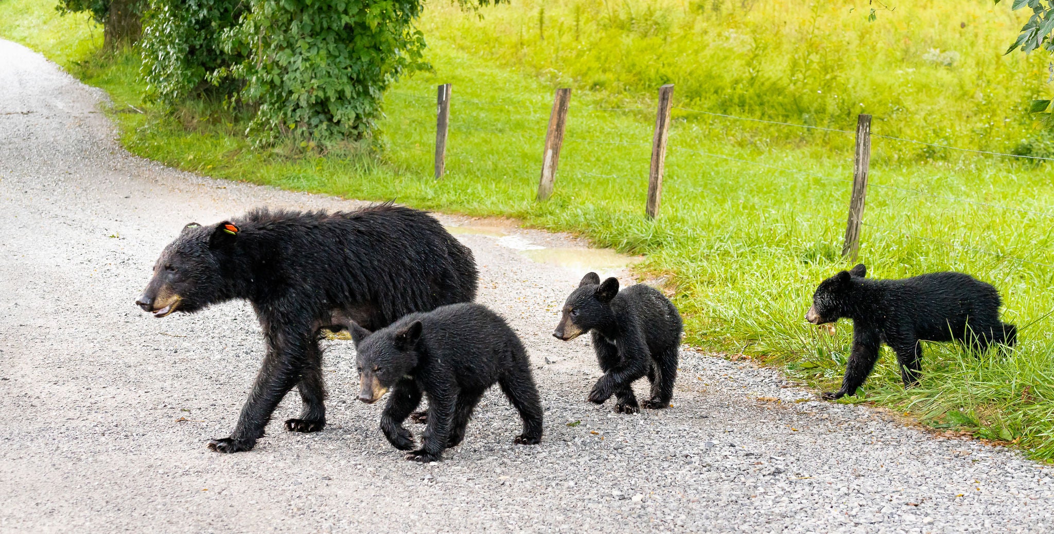 Family of Black Bears