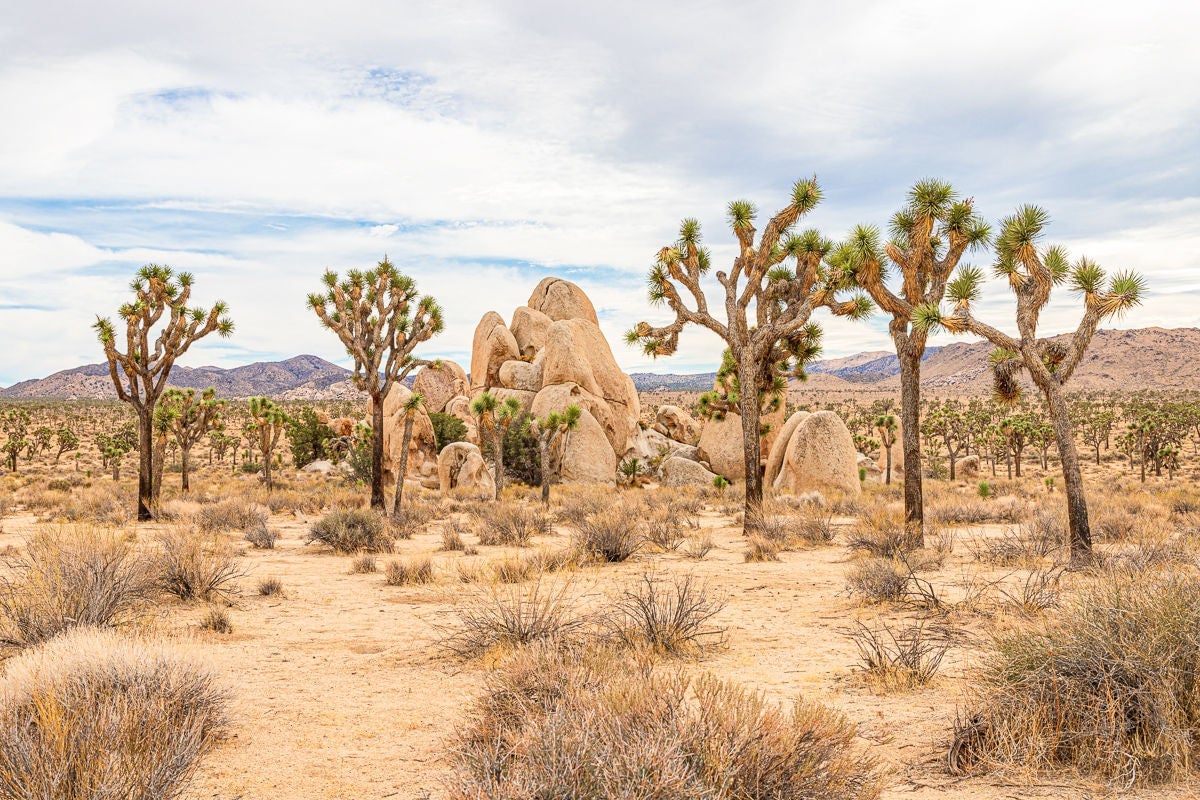 Palm Springs, CA + Joshua Tree National Park