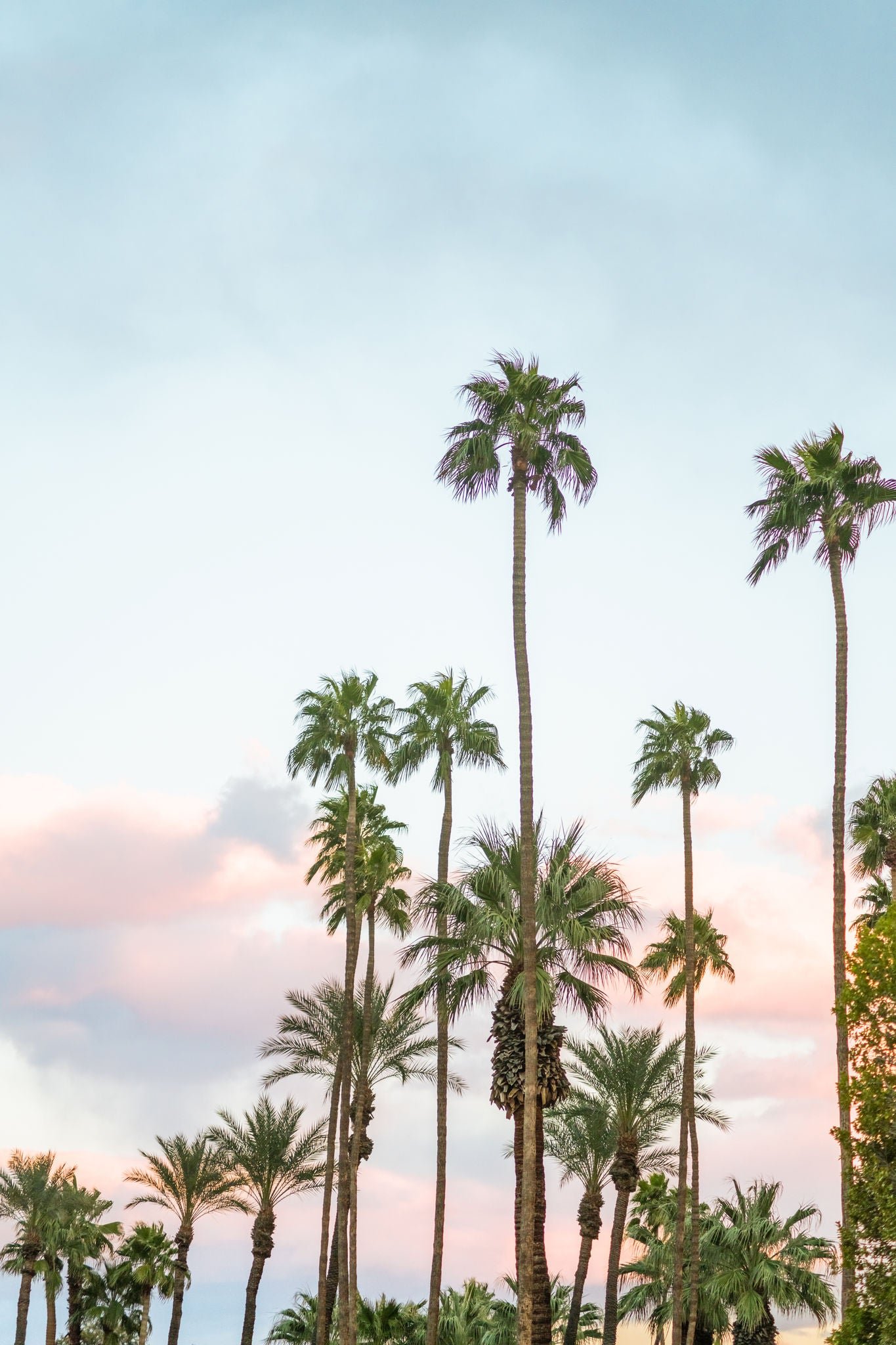 Palm trees in Palm Springs